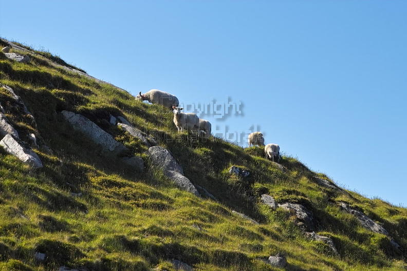 IMG24375 ovce na svazich Mulstotinden.jpg
